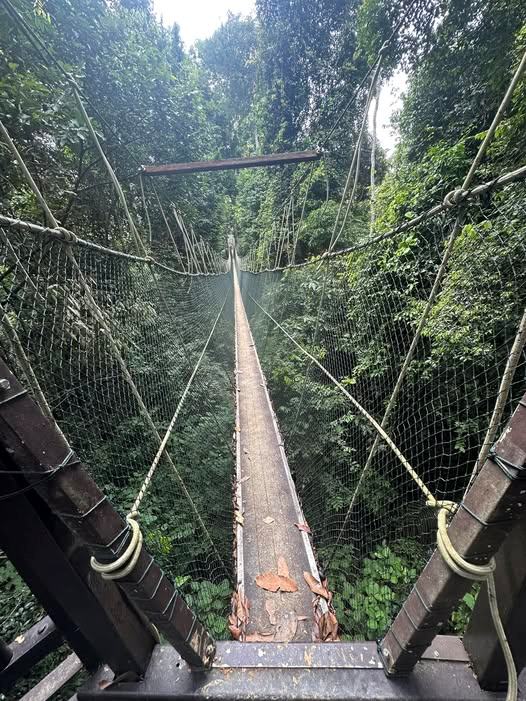 Taman Negara Canopy Walk